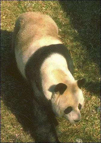 Quel est cet animal menac ?