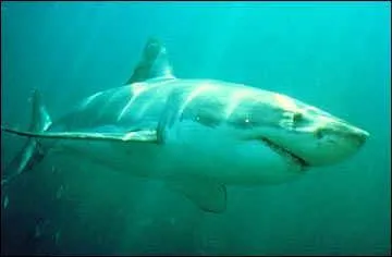 Quel est cet animal menac ?