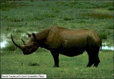 Quel est cet animal menac ?