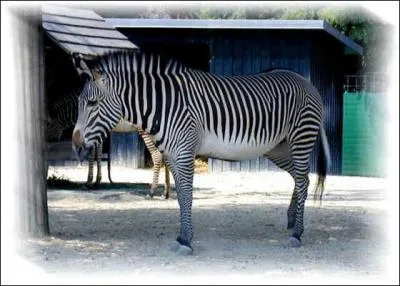 Quel est cet animal menac ?