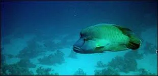 Quel est cet animal menac ?