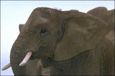 Quel est cet animal menac ?