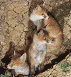 Quiz Animaux