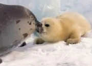 Quiz Les petits des animaux