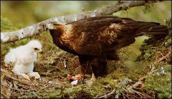 Quel est le nom du petit de l'aigle ?