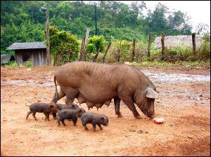 Quel est le nom du petit du porc ?