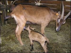 Quel est le nom du petit du chevreuil ?