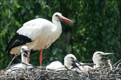 Quel est le nom du petit de la cigogne ?