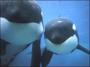 Quel est le nom du petit de la baleine ?