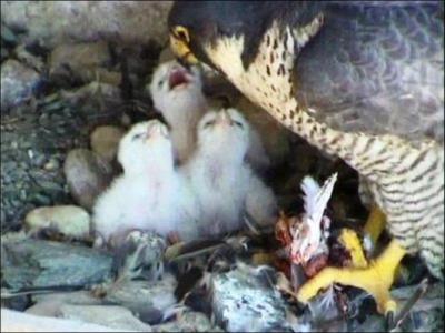 Quel est le nom du petit du faucon ?