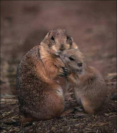 Quel est le nom du petit de la marmotte ?