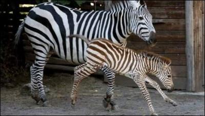 Quel est le nom du petit du zbre ?