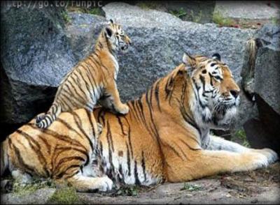 Quel est le nom du petit du tigre ?