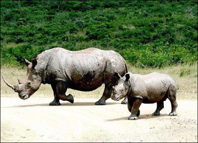 Quel est le nom du petit du rhinocros ?