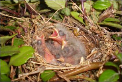Quel est le nom du petit du moineau ?