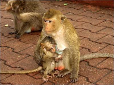 Quel est le nom du petit du singe ?