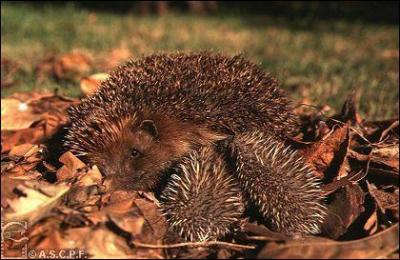 Quel est le nom du petit du hrisson ?
