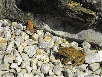 Quel est le nom du petit du crapaud ?