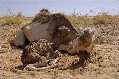 Quel est le nom du petit du chameau ?