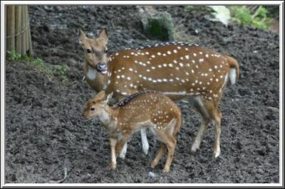 Quel est le nom du petit du daim ?