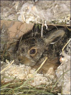 Quel est le nom du petit du livre ?