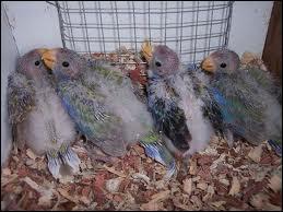 Quel est le nom du petit de la perruche ?