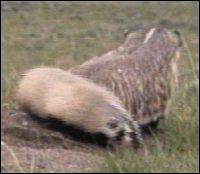 Quel est le nom du petit du blaireau ?