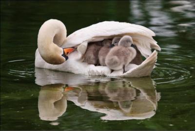 Quel est le nom du petit du cygne ?