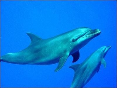 Quel est le nom du petit du dauphin ?