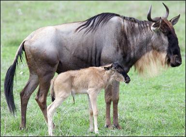 Quel est le nom du petit du gnou ?
