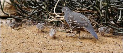 Quel est le nom du petit de la perdrix ?