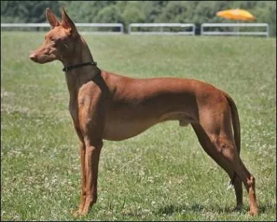 Quelle est cette race de chiens ?