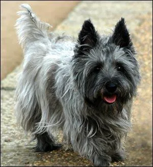 Quelle est cette race de chiens ?