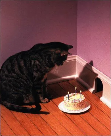 Qu'est-ce qui arrive  cet animal ?