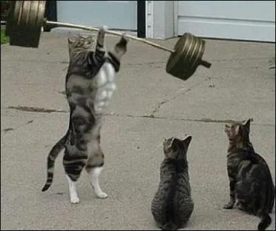 Quel sport fait ce chat ?