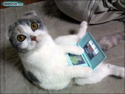 Ce chat joue  ...