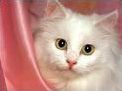 Quiz Felins