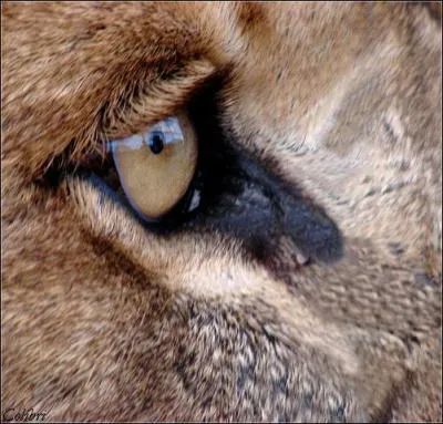 A quel animal appartient cet oeil ?