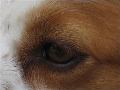 A quel animal appartient cet oeil ?