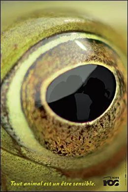 A quel animal appartient cet oeil ?