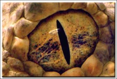 A quel animal appartient cet oeil ?