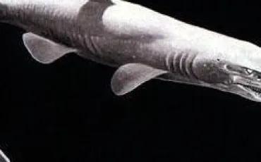 Quiz Requins