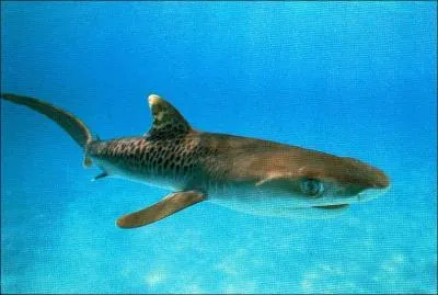 Quel est ce requin ?