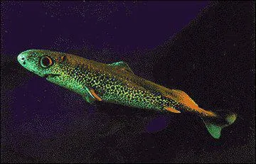 Quel est ce requin ?