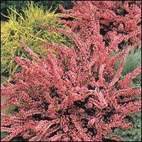 Le nom commun de la calluna vulgaris est :