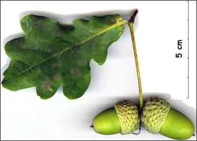 De quel arbre vient cette feuille ?