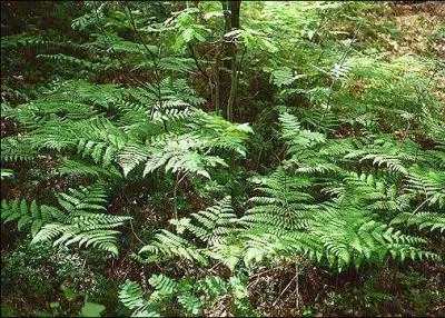 On me croise beaucoup dans la fort, je suis :