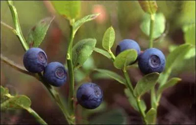 On trouve de la myrtille dans la fort de Haguenau :