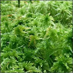 J'aime beaucoup les endroits humides de la fort, je suis :