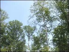 Je suis symbolique de la fort haguenovienne, je suis :